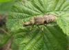 Rhagium mordax